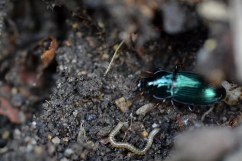 Harpalus sp.