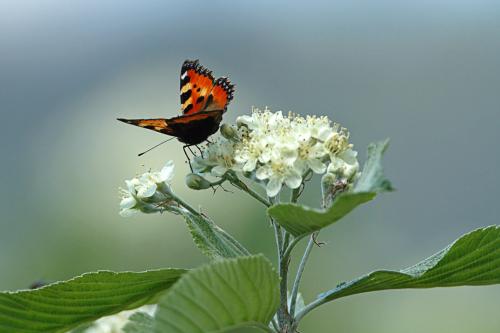 Aglais urticae