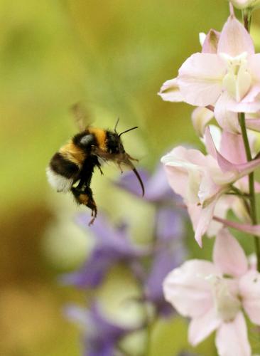Bombus sp.