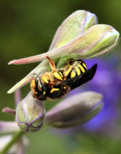 Anthidium sp.