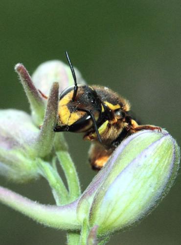 Anthidium sp.