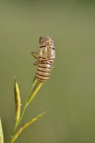 Cicadetta sp.