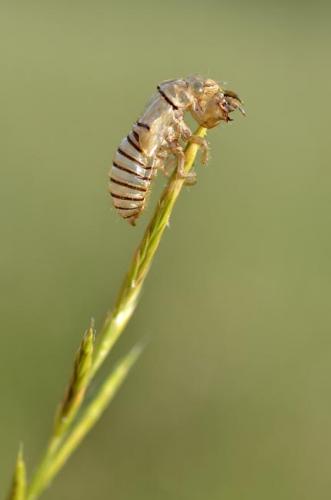 Cicadetta sp.