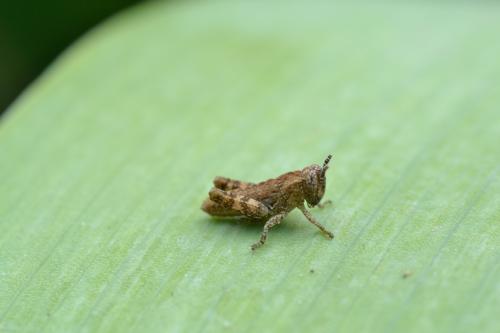 Pezotettix giornae