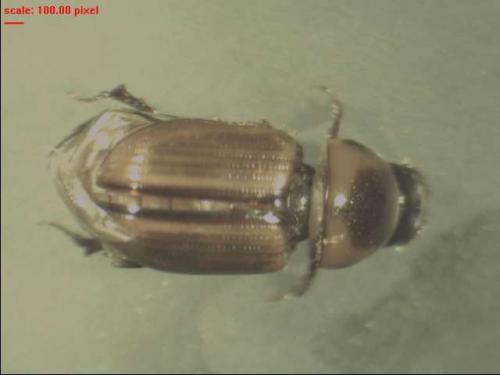 Labarrus lividus