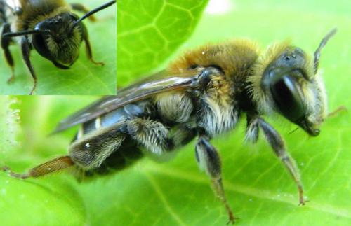 Réf. 71 822 : Andrena dorsata