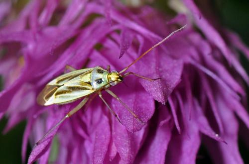 Stenotus binotatus