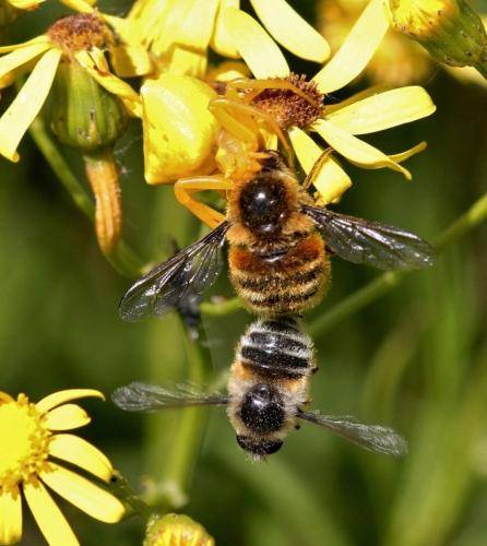 Réf. 71 203 : Fallenia fasciata
