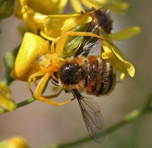 Réf. 71 204 : Fallenia fasciata