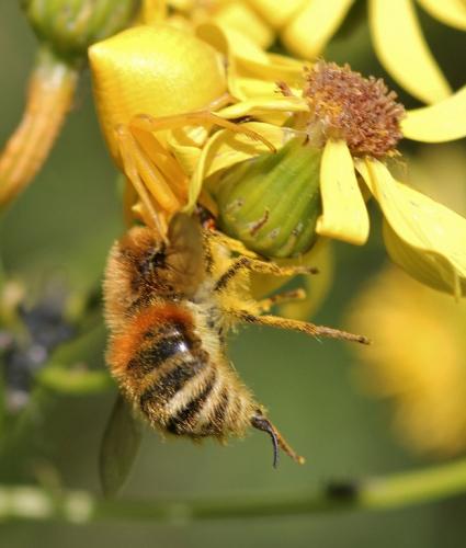 Réf. 71 205 : Fallenia fasciata