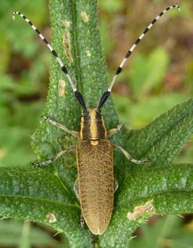 Réf. 71 491 : Agapanthia dahli