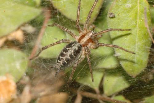 Réf. 71 476 : Agelena labyrinthica