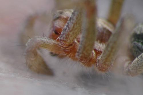 Agelena labyrinthica