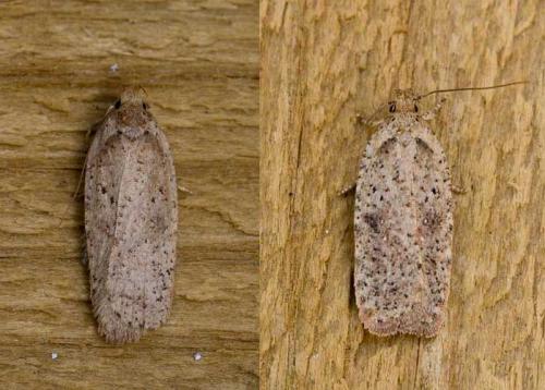 Agonopterix sp.