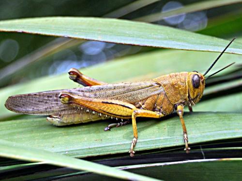 Réf. 71 851 : Anacridium aegyptium