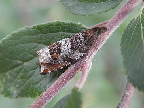 Réf. 71 220 : Ancylis achatana