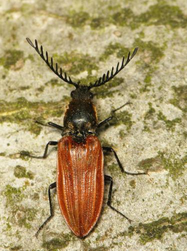 Anostirus purpureus