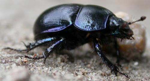 Anoplotrupes stercorosus