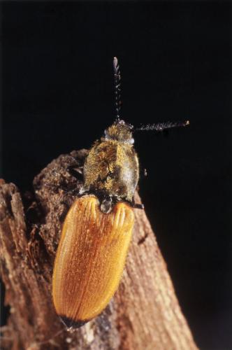 Anostirus castaneus