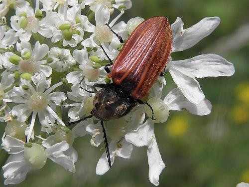 Anostirus purpureus