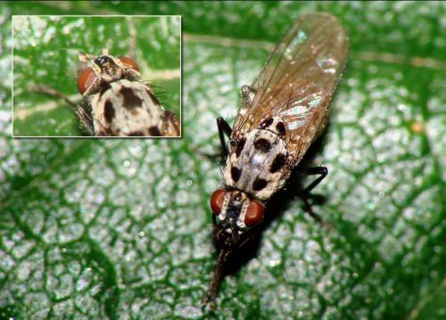 Anthomyia pluvialis