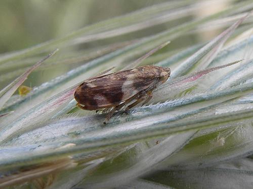 Philaenus spumarius