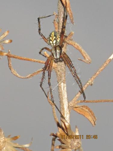 Neoscona adianta