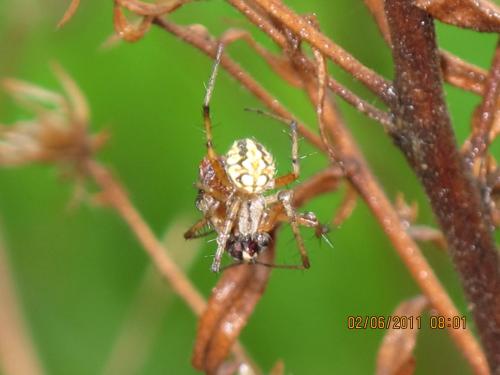 Neoscona adianta