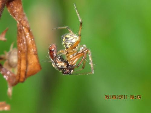 Neoscona adianta