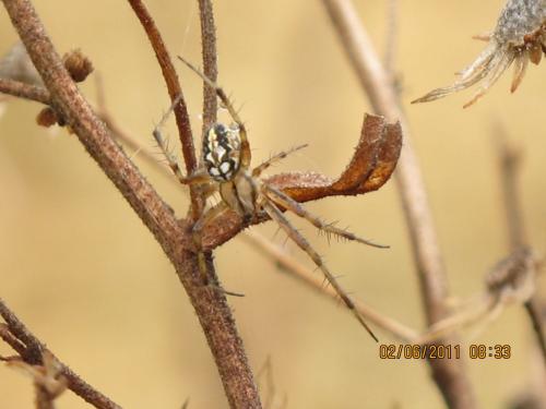 Neoscona adianta