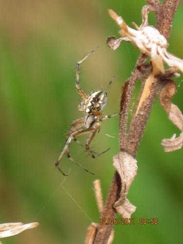 Réf. 71 291 : Neoscona adianta