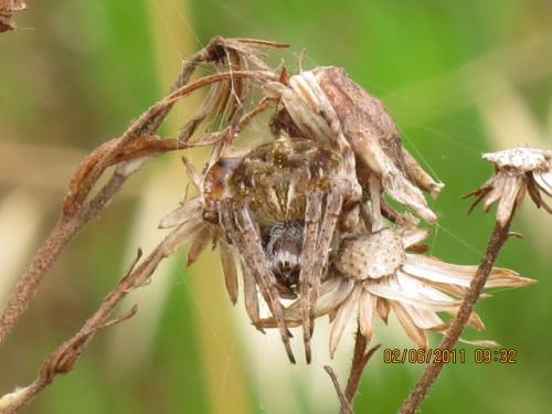 Agalenatea redii