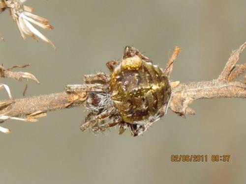 Réf. 71 295 : Agalenatea redii