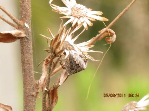 Araneus angulatus