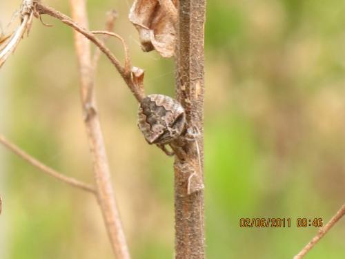 Araneus angulatus