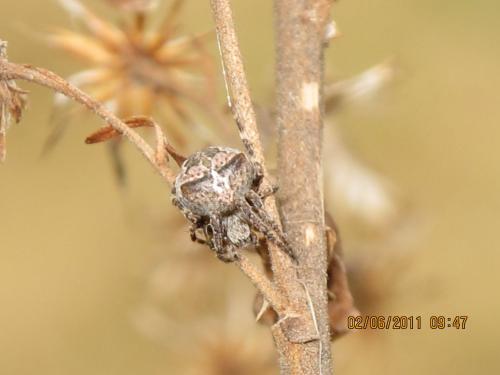 Araneus angulatus