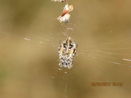 Cyclosa sp.