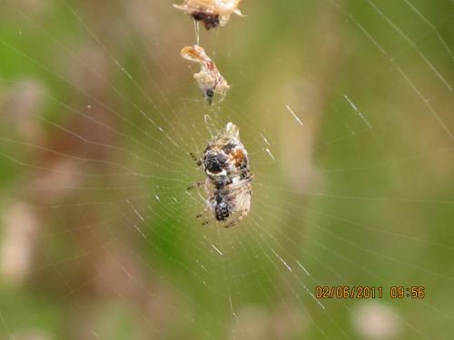 Cyclosa sp.