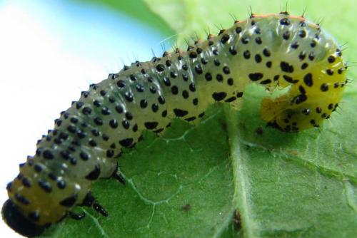 Euura ribesii