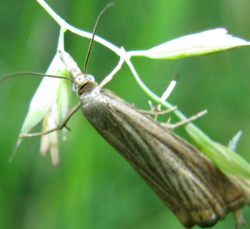 Chrysoteuchia culmella