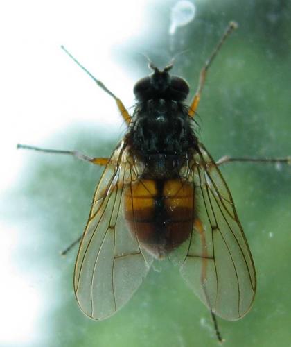 Phaonia subventa