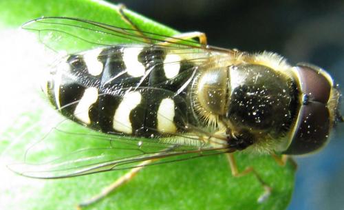 Scaeva pyrastri