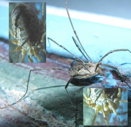 Phalangium opilio