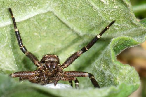Xysticus sp.