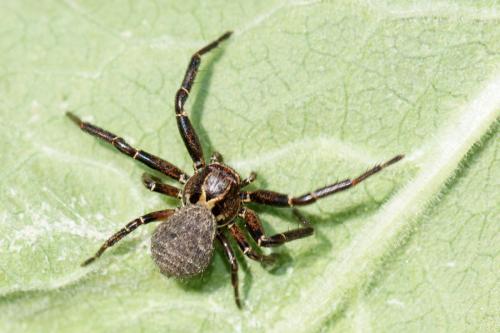 Xysticus sp.