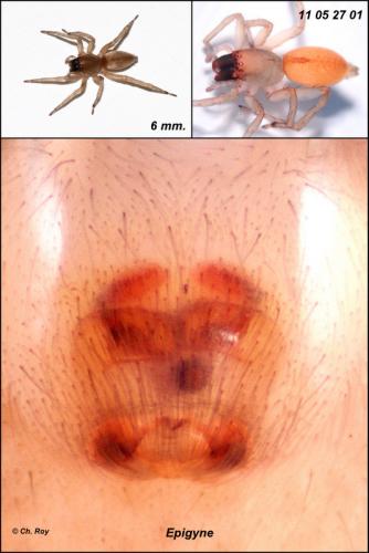 Réf. 71 048 : Clubiona lutescens