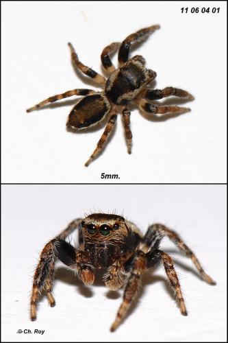 Evarcha falcata