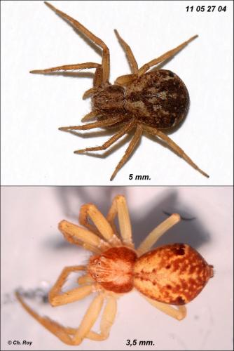 Réf. 71 133 : Pulchellodromus pulchellus