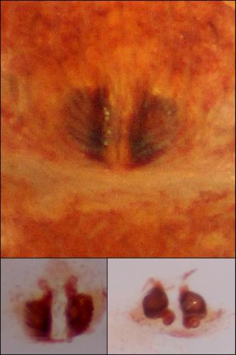 Pulchellodromus pulchellus
