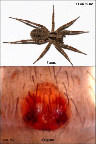 Réf. 71 188 : Xerolycosa miniata